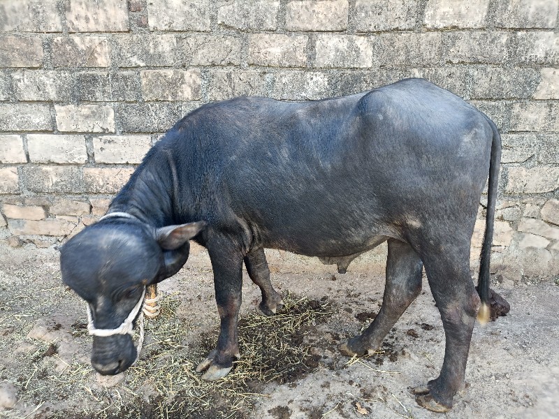 પાડો ખડેલો,