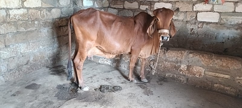 ગાય વેચવાની છે