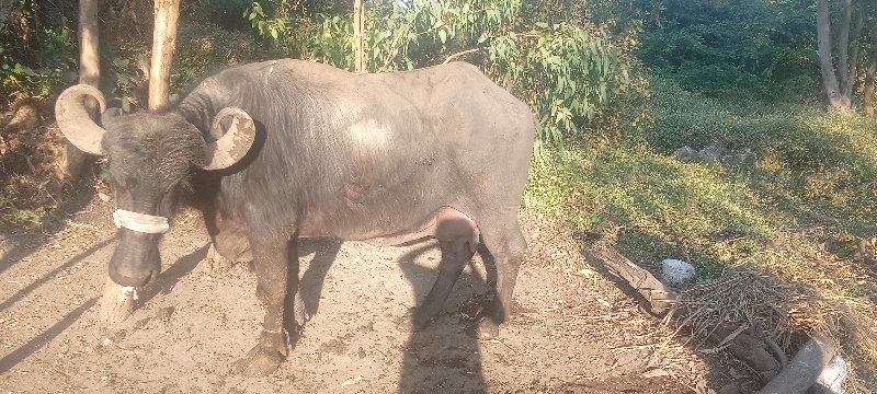 ભેંસ વેચવાની છે