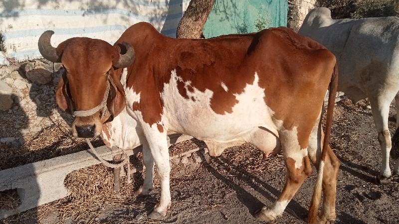 ગાય વેચવા ની સે