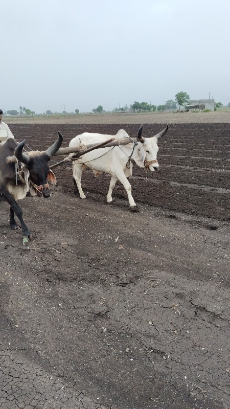 આ બળદ વેચવા ના...