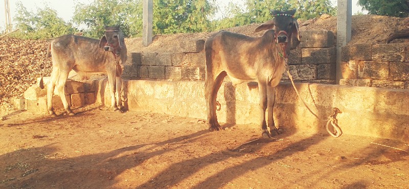 ગોઢલા વેસવાના છ...