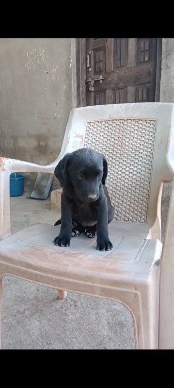 Labrador female