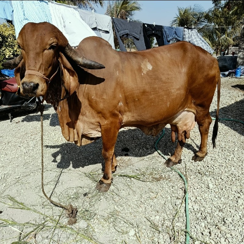 ગિર ગાય