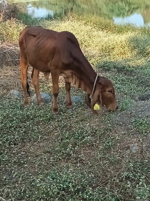 વાછડી