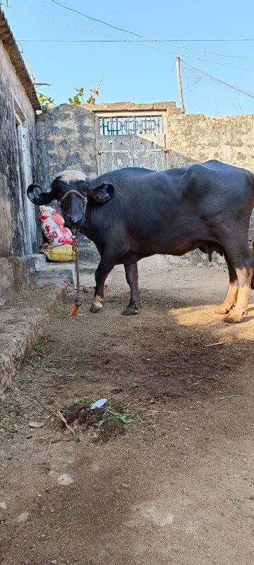 ભેંસ વેચવાની છે...