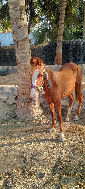 ધોડી  વસેરીસે