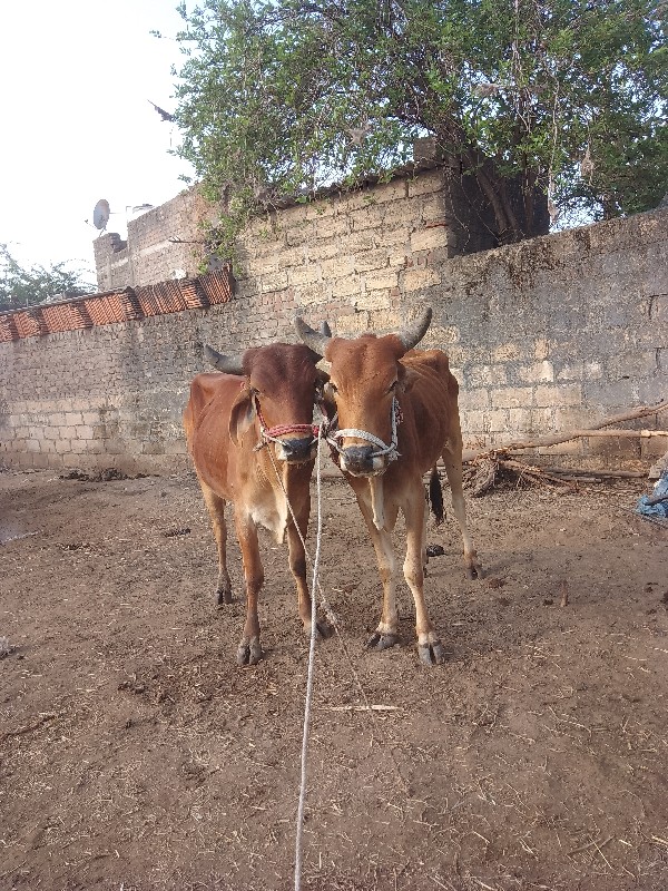 ગોદલા વેચવાના છ...