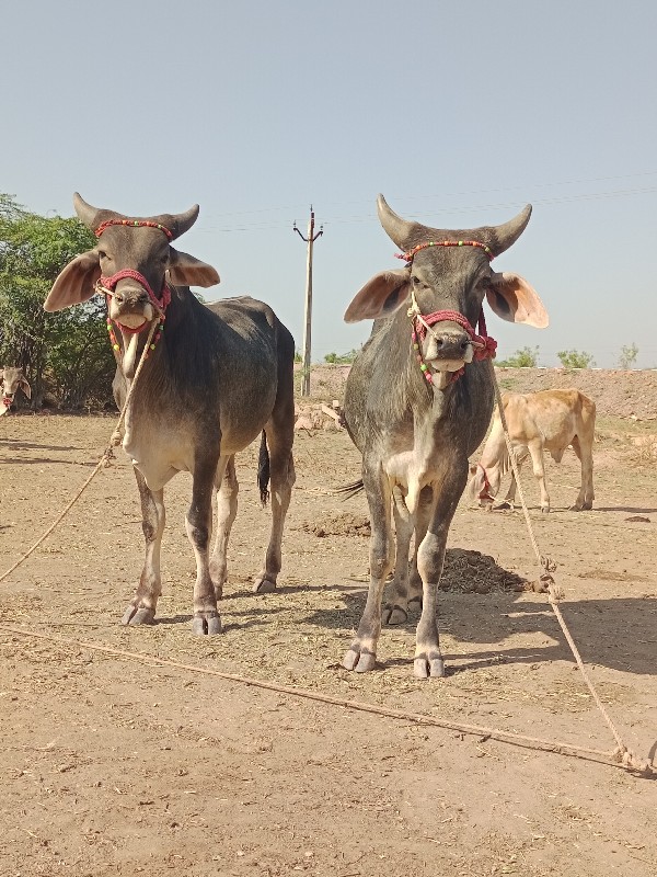 ગોઢલા વેચવાના છ...