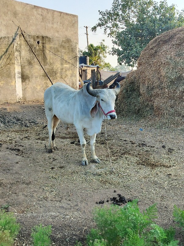 વેચવાનો છે