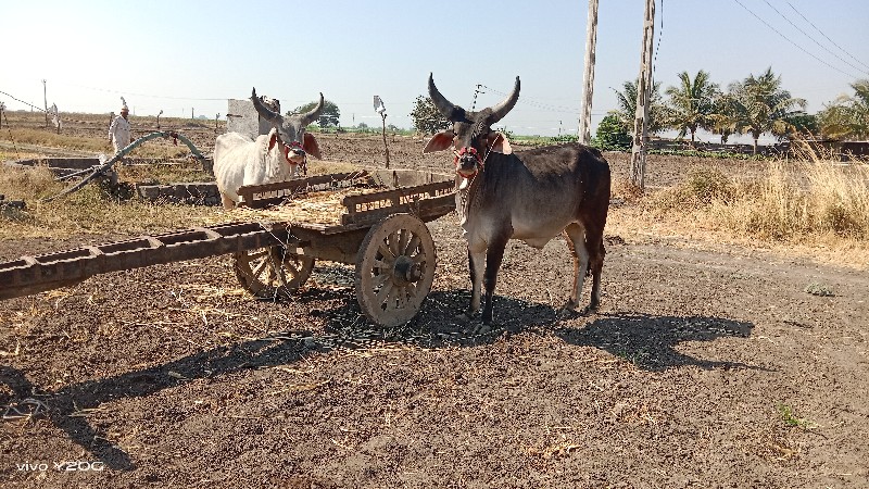 ગોધલા  વેચવાના...