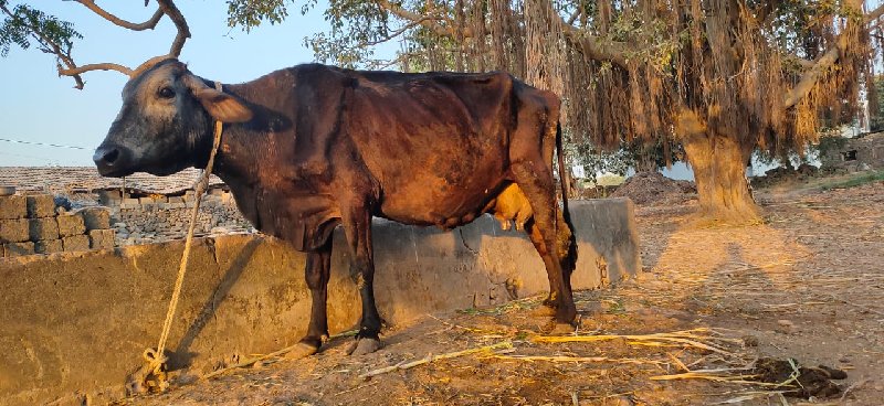 એશબ ગાય