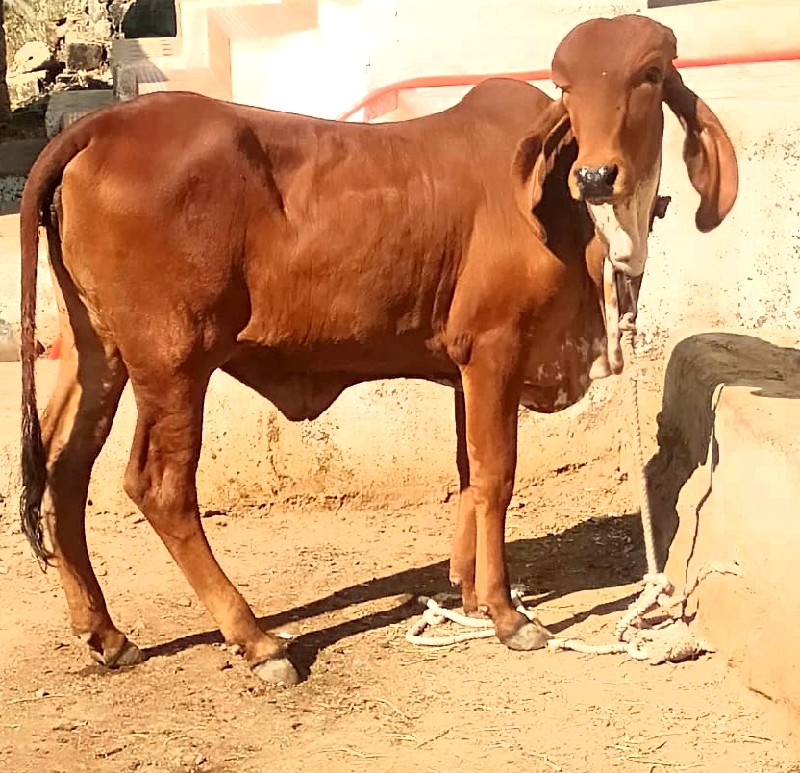 વાચડિ વેચવા ની...