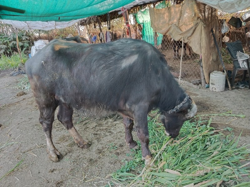 નવસુંદરી ખડેલી...