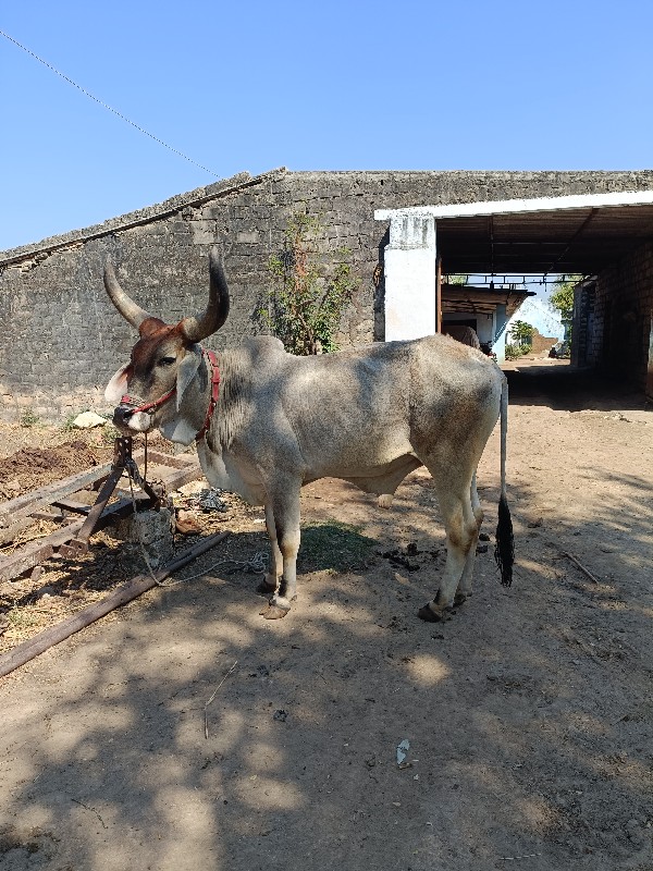 વઢિયારા બળદ