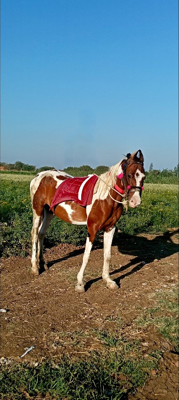 ઘોડી વેસ્વા ની...