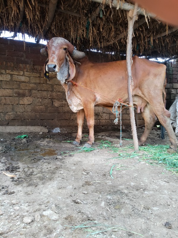 ગીર ગાય