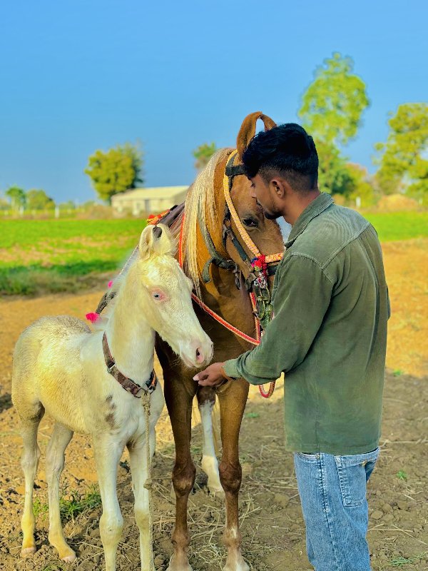 વછેરો વેચવાનો છ...