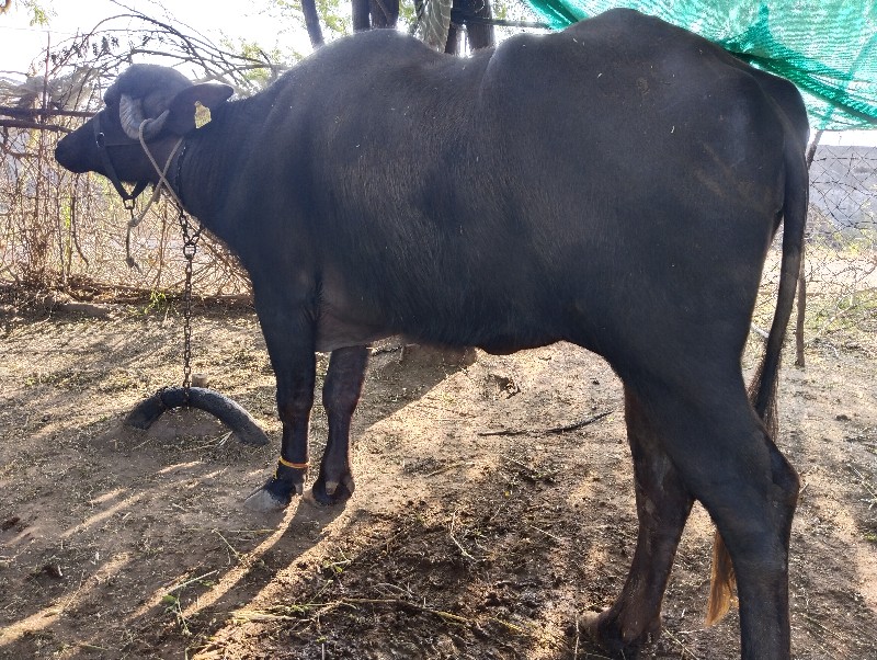 ર,ખાડેલી વેચવાન...