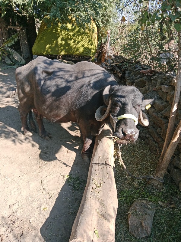 ભેંસ વસવાનીસે જ...