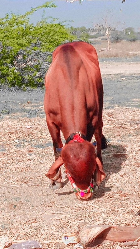 દેવીપુજક