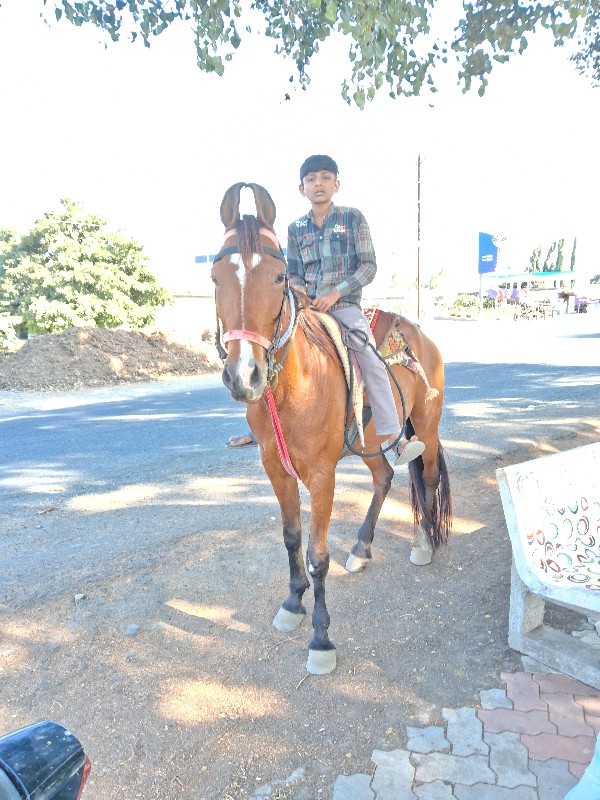 ghodi vesavani...