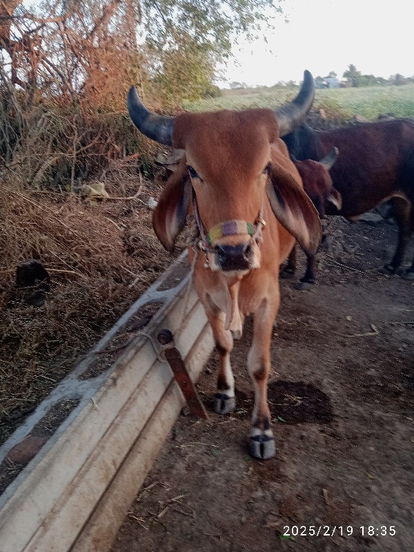 એક ગોઢલો વેચવા...