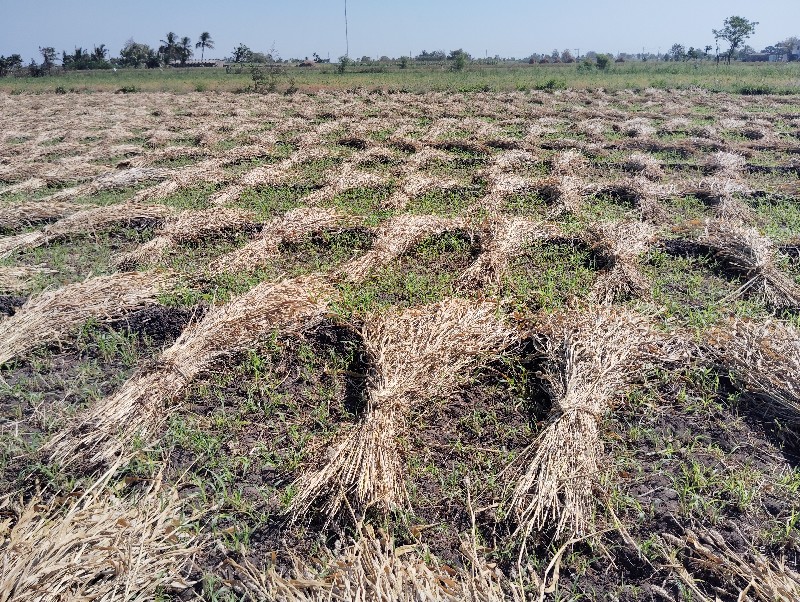 જુવાર નો ચારો