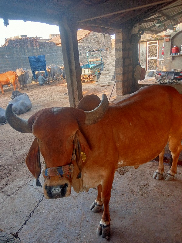 આ ગાય 🐄 વેચવાની...