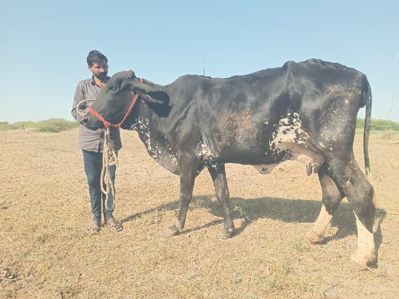 ગાય છે