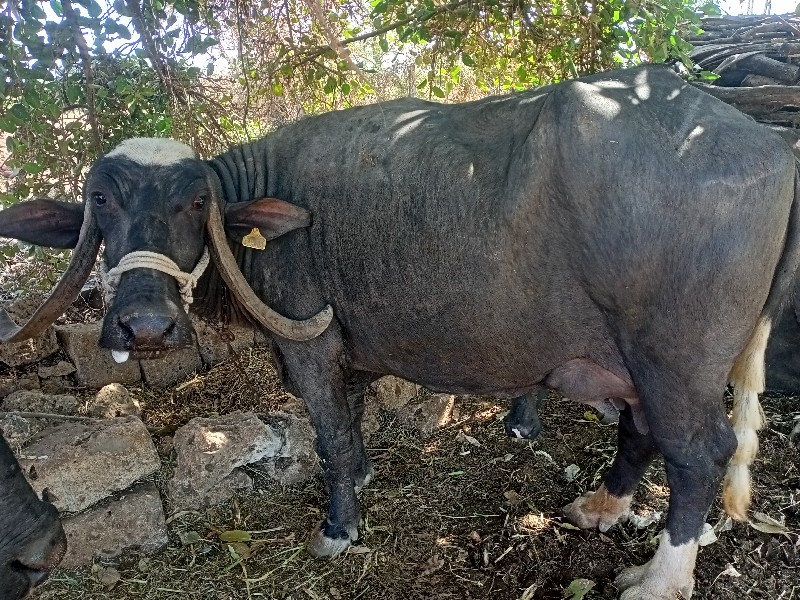 ગોપાલભાઇ કોદાવલ...