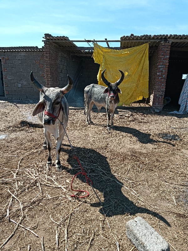 ગોઢલો વેચવાનોછે...