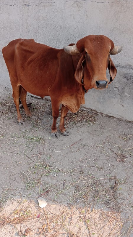 ગાય વેચવા ની છે...