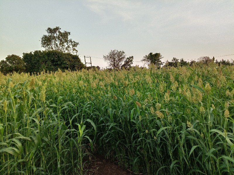 પરમાર નરસીંગ ભા...