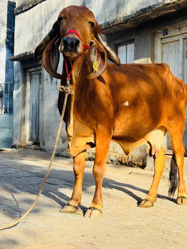 ગાય વેચવાની છે