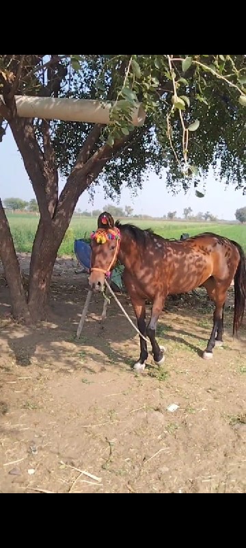 ઘોડી વેશવાની છે