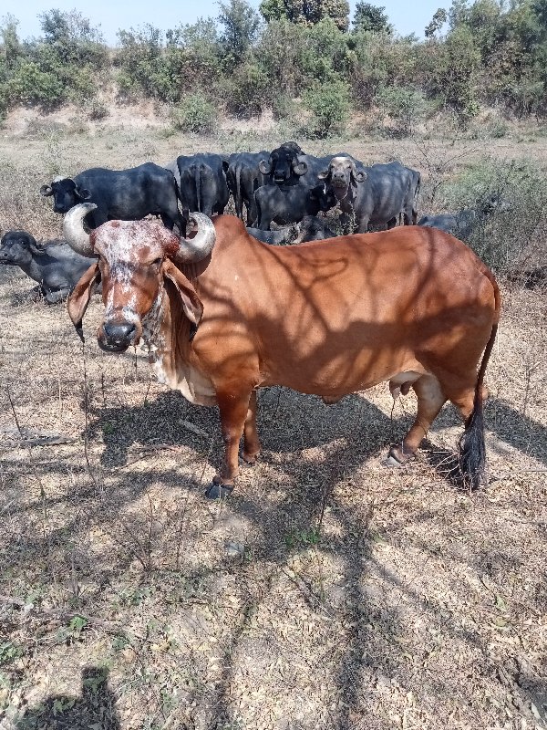 ગાય વેચવા ની છે