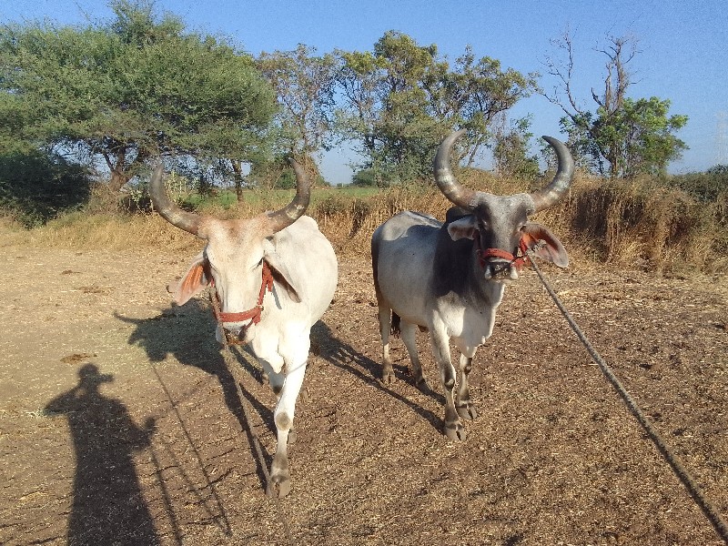 બળદ વેચવા ના છે