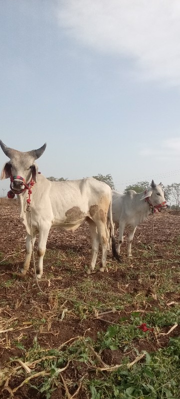 વેચવાના છે