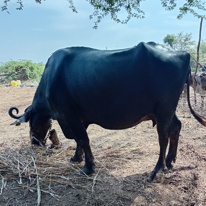 ભૈસ વેચવાની છે