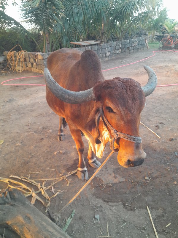 ગાય વેચવા ની છે