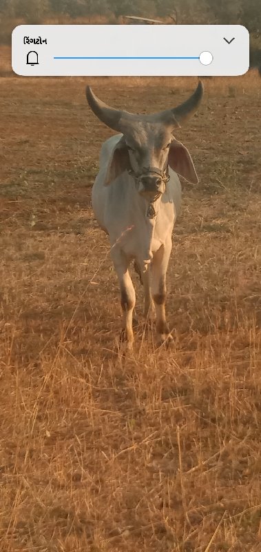 ગોઢલો વેછવાનો છ...