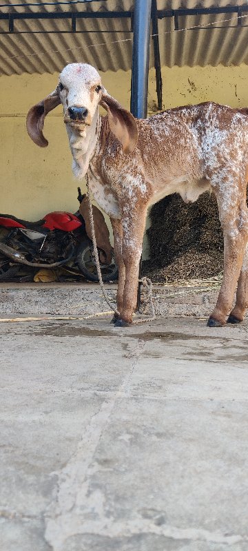 ગીર ગાય