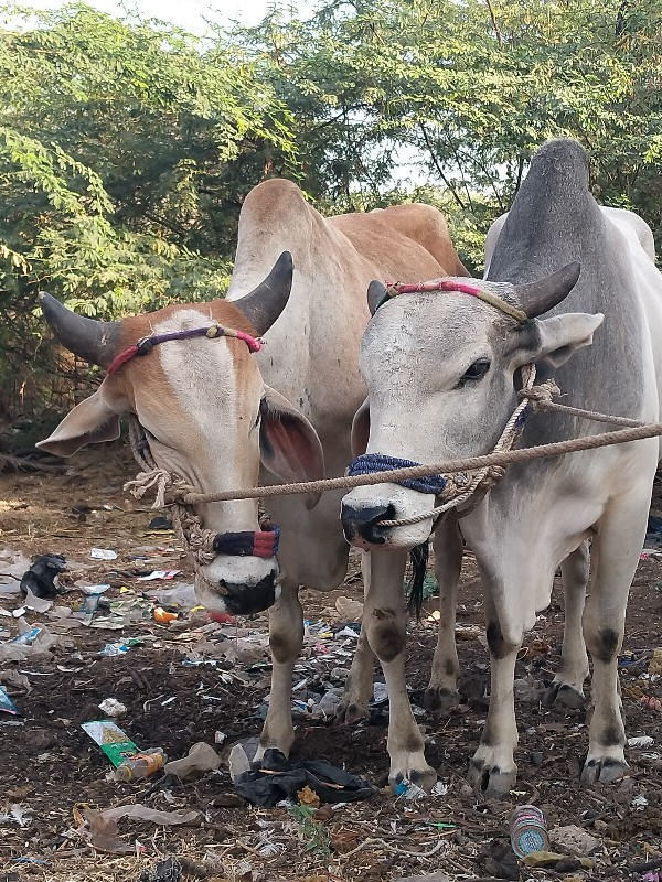 છોડાતા ગોદલા સા...