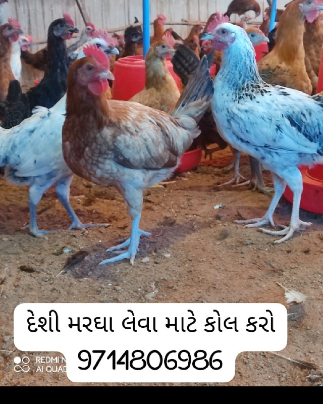 દેસી મરઘા વેચવા...