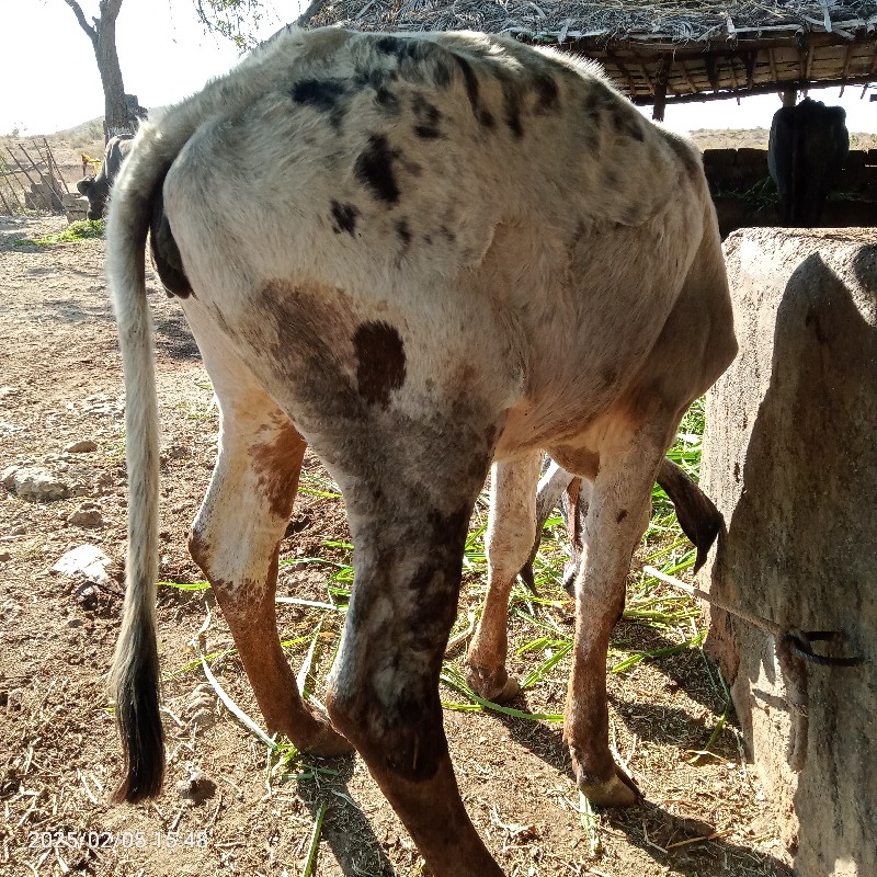 વાછળિ વેસવાની છ...