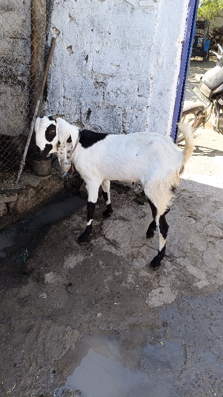 રાજસ્થાની બીટર...