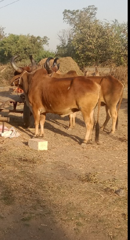 બડદ વેચવાના સે