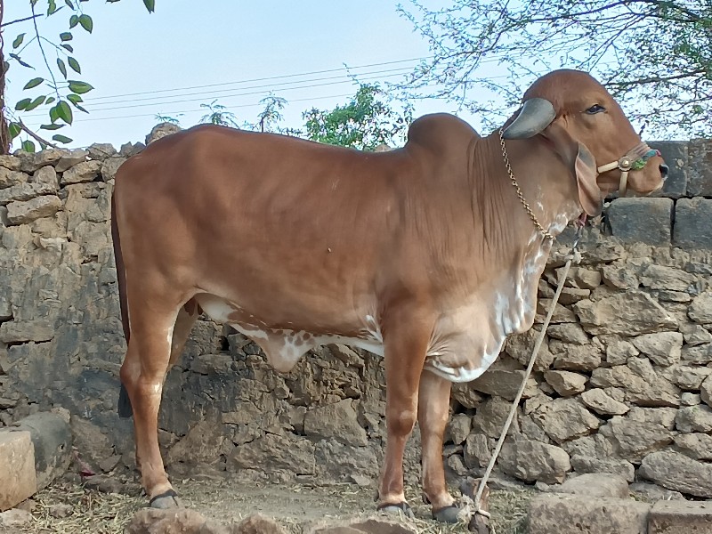 ગીર હોળકી વેચવા...