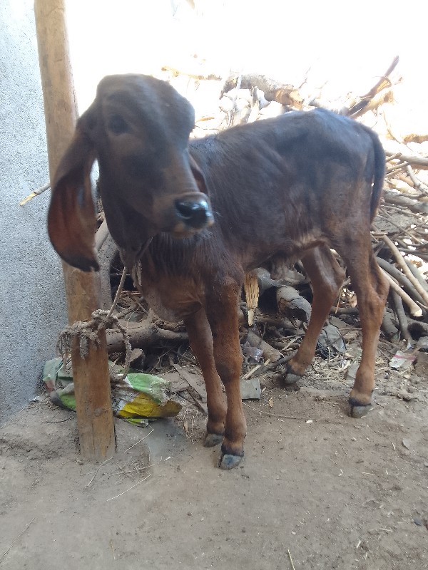 વાડી સડીધા સાટા...